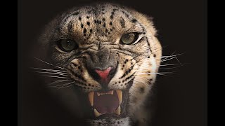 Snow leopard roar in slow motion 4k [upl. by Klusek]