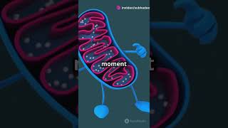 Oxidative phosphorylation shortsvideo biology biochemistry [upl. by Trebla]