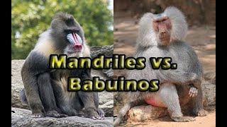 Mandriles vs Babuinos [upl. by Nylirrehs]