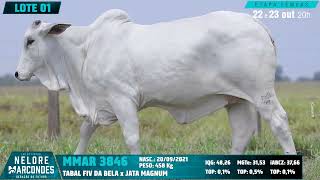 LOTE 01 MMAR 3846 [upl. by Aremat]