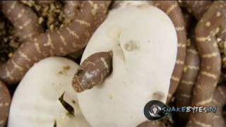 Snake Bytes TV  Snakes hatching like mad and a new morph [upl. by Nnyleitak]