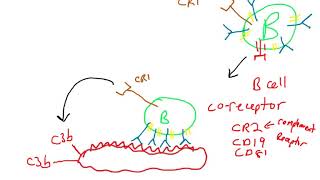 B cell coreceptor [upl. by Llebanna]