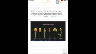 Types of anther fixation shortsvideo [upl. by Dnalor]