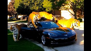 The Wild Car Alarm  Tiger Mode [upl. by Emrich698]