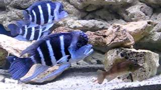 Cyphotilapia gibberosa blue Zaire Moba [upl. by Atteuqram263]