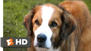 A Dogs Way Home 2018  Big Kitten Scene 210  Movieclips [upl. by Alexis991]