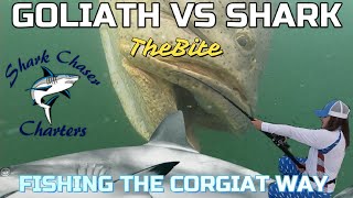 A 500LB Goliath Grouper Ate Our Shark  on TheBite [upl. by Donia507]