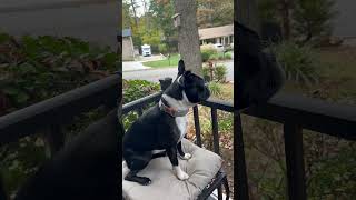 What’s that dog saying to me derpydog bostonterrier funny dog barking fyp shorts cutedog [upl. by Gut911]