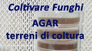 Coltivare Funghi 🍄  AGAR e Terreni di coltura in micologia [upl. by Ellerey152]