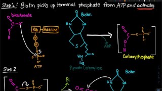 Pyruvate Carboxylase Enzyme Mechanism  Biochemistry [upl. by Halla]