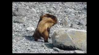 Two Grizzly Bears Fighting Over Female [upl. by Aiclef]