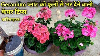 how to grow n care geranium flower plant at home  geranium plant fertilizer  geranium plant care [upl. by Squires]