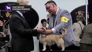 Portuguese Podengo Pequenos  Breed Judging 2019 [upl. by Vergos]