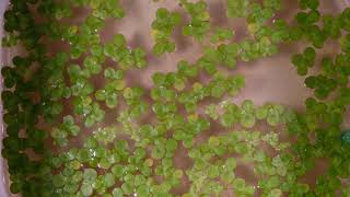 Duckweed time lapse [upl. by Stockwell266]