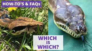 FAQ  What Is The Difference Between Boas and Pythons [upl. by Einoj]