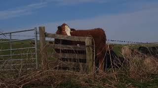 Cows with Itchy Necks [upl. by Mallis245]