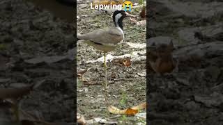 Handicap Lapwing single leg lapwing handicap legless birdslover nature viralvideo [upl. by Aldos367]