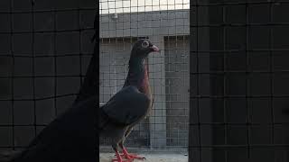 Black diamond pair please do subscribe my channel trending pigeon trendingshorts [upl. by Imoen]