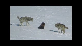 Une meute de loups a encerclé un glouton et voici ce qui sest passé ensuite [upl. by Zelikow]