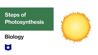 Photosynthesis Light Reactions  Biology [upl. by Aztiraj]