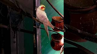 parrot calling mithu🦜 parrot parrots parrottalking shorts trending youtubeshorts youtube [upl. by Shewchuk]