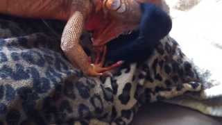 Iguana tries to mate with sock [upl. by Nmutua]