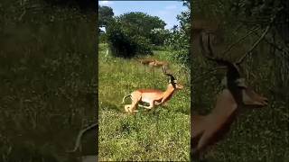 Cheetah vs Deer Intense Moment Caught on Camera [upl. by Varien]