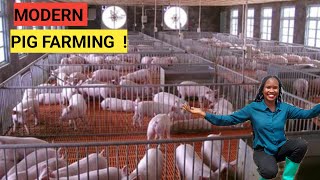 How To Make Millions Through PIG Rearing  2023 Tips DETAILED [upl. by Ahsilet]