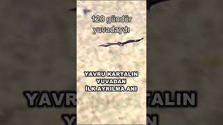 YAVRU KARTALIN YUVADAN İLK AYRILMA ANI [upl. by Aryan]