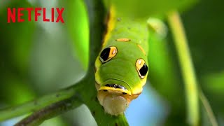 Animal Mimicry  Camouflage  Life in Color with David Attenborough  Netflix After School [upl. by Stoops669]