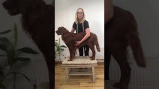 How to measure your dogs girth [upl. by Noirad]