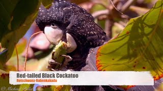 Redtailed Black Cockatoo or Banksian Black Cockatoo Calyptorhynchus banksii ♀ [upl. by Castora]