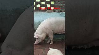 The Science Behind Pig Fattening pig pigfarmvideo pigfeed farm animals large farm [upl. by Takeshi]