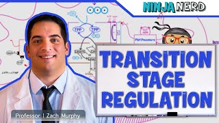 Metabolism  Regulation of the Transition Stage [upl. by Auburta]