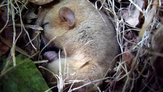 Sleeping Dormouse [upl. by Kelci968]