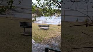 Relaxing Stroll Through Waverton Park Sydney  Scenic Views in 60 Seconds shortsvideo weekend [upl. by Ainej]