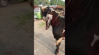 Beetal bakra livestock cow bakridsheeps sheepfarming goat sheep beetalbakra nagrabakra goat [upl. by Reerg]