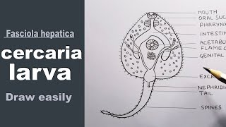 how to draw cercaria larva cercaria larva diagram  Fasciola hepatica larva [upl. by Marsden49]