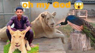 jungle mein mor naacha kisne dekha Maine dekha guys 😎🦚🦚 animals lover Waqaslion 🦁🐯 [upl. by Ainezey675]