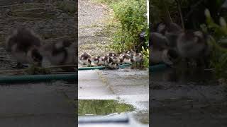 Alopochen aegyptiaca geese goslings [upl. by Nylaehs386]