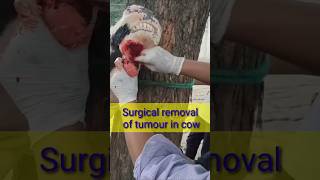 Surgical removal of tumour in cow Dr alok vet club [upl. by Stearn]