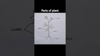 Parts of plant  plant drawing  Science diagrams [upl. by Renrag]