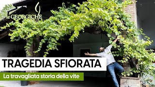 La fillossera della vite 🍇 [upl. by Noffihc]