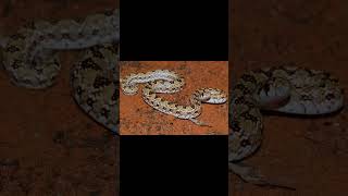 Cape Wolf Snake and Dwarf Beaked Snake [upl. by Karleen]