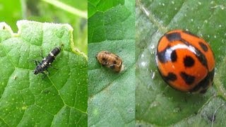 Organic Aphid Control with Ladybirds  Beneficial Insects [upl. by Damien]