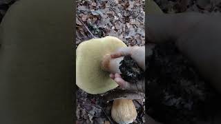 QUE GUAPADA ENCONTRARLOSboletus nature porcini mushroom aereus naturaleza [upl. by Annairt]