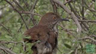 Flocking with Friends The Great Texas Birding Classic [upl. by Vance]