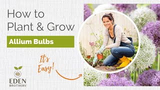 Planting Alliums  Guide to Grow from Bulb [upl. by Maren]