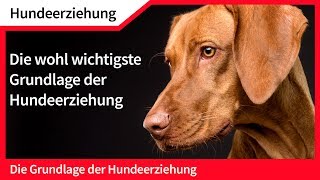 Hundeerziehung ► Die wohl wichtigste Grundlage der Hundeerziehung [upl. by Rosenstein]