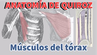 Músculos del tórax l Anatomía de Quiroz [upl. by Heinrich]